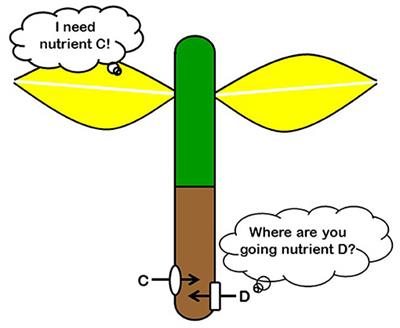 Editorial: Nutrient Interactions in Plants